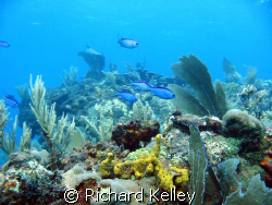 I took this with a cannon A40 in a underwater case with c... by Richard Kelley 